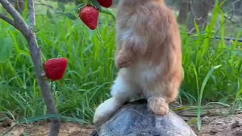 Tortoise_ane_rabbit_friendship_in_eating_strawberry