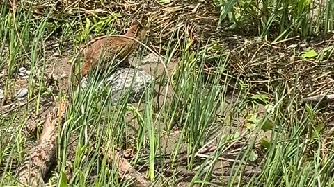 Squirrel Swimming In St. Lawrence River