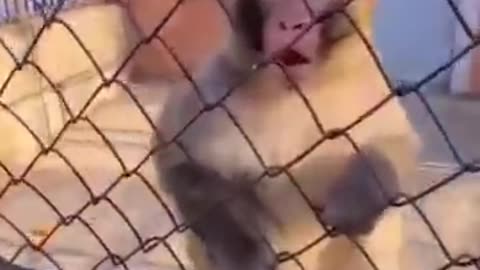 Funny monkey 🐒 video