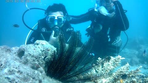 Scuba diving with ocean fish, turtle and Corrales # hevlock island #ocean view