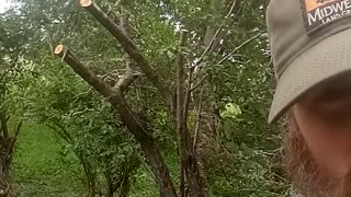 Tree Removal 2