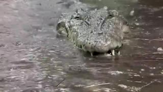 Dundee the Saltwater Crocodile playing in the rain‼️