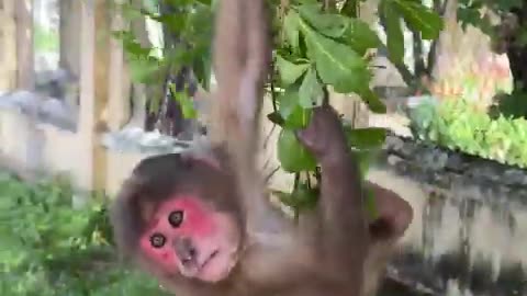 #monkey #babymonkey #animals #animalsreact #zoo #cute #gorilla #funny #wildlife #nature