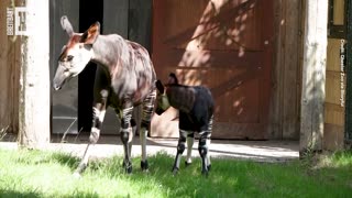 AWW! Rare Okapi Calf Takes First Steps Outside at Chester Zoo