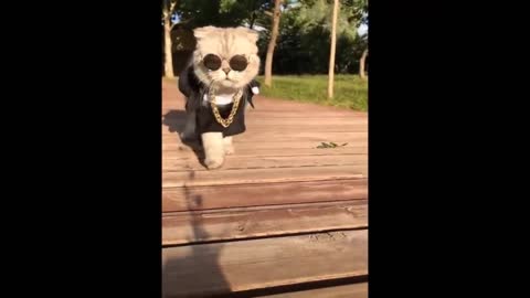 Awesome SO Cute Cat ! Cute and Funny Cat Videos to Keep You Smiling! 🐱-7