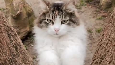 Queen Cat Video Cute Cats Videos 4KVideos Baby Cats Videos>>>