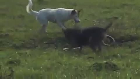 Dog vs snake