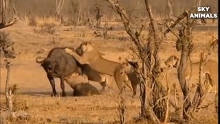 Lion vs Bufallo Battle is not never_Buffallo Too Angry to fight the Strongest lion in Africa