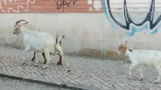 Goats will rule the world