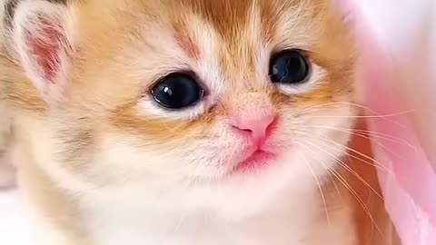 Cute cat 🐈