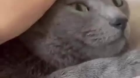 Most funny cat 😺 😺 kitten 😹🤣🤣🤣🤣 video . Try not to laugh challenge 🤣😂🤣😂