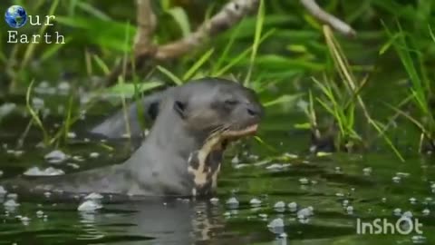 Wild Amazon Wildlife In | Full Episode |Documentary