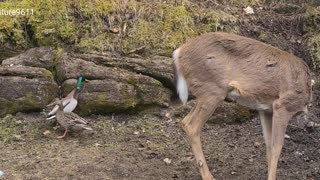 Deer nicely shoos the ducks away