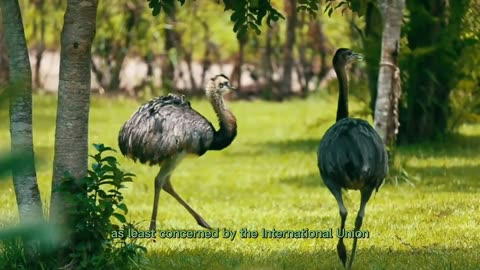 TOP TEN BIGGEST BIRDS IN THE WORLD