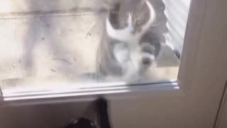 Funny Cat Video | Cat At Window