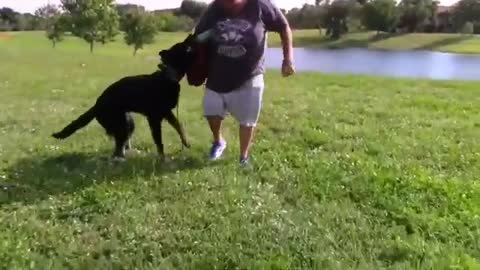 dog traning amazing video