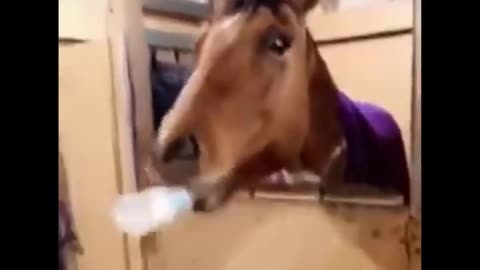 Cute And funny horse Videos Compilation cute moment of the horses - Cutest Horse #16