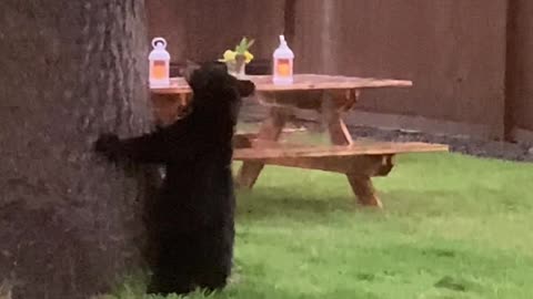 Baby Bear Visits Wedding in Idaho