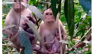 monkeys 😘🤩😍🥰