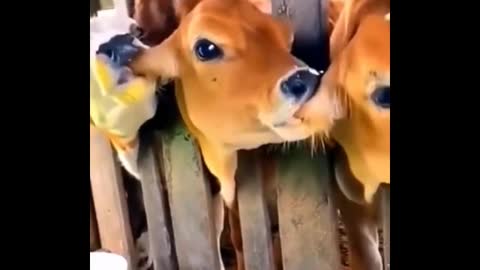 Oh, my God, these cows are so funny. They're so cute