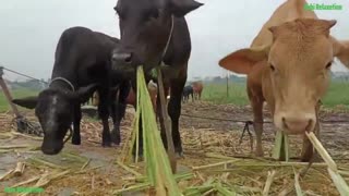 fun cows