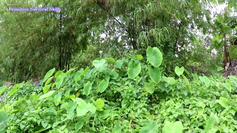 Find meet Water spinach for food - Cook Water spinach eat delicious, Primitive survival skills
