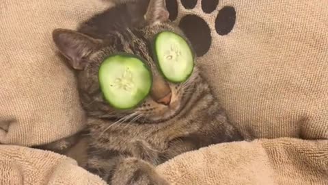 Cat Relaxation Routine