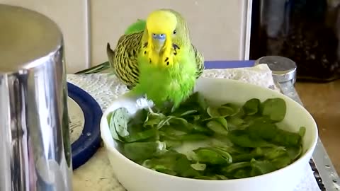 Budgies and Cockatiel Birds Playing and Feeding