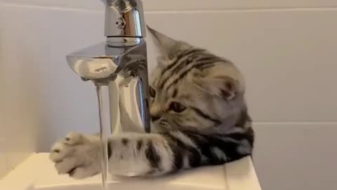 Cat: Dip your hands in water and you can drink