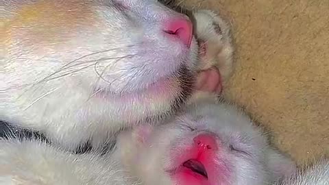 Cutest cat ever seen| cute cat sleeping