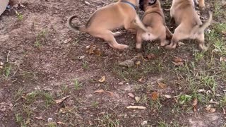 Five way tug-a-war with 5 week old Belgian Malinois