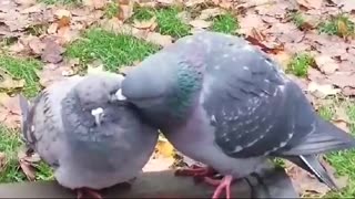 Dove cute grooming its girlfriend