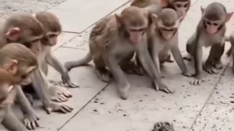 Monkey comedy videos 😂😂