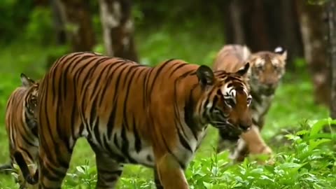 🔥video is from Ranthambore National park in India.#Trendingwildlife#goviral