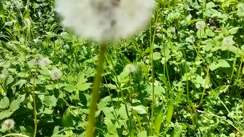 Dandelions Drifting In The Breeze