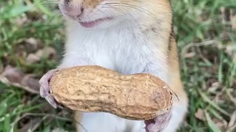cute squirrel responds sweetly