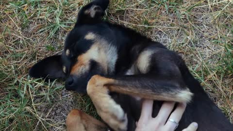 Woman is gently stroking mongrel dog outdoor, close-up. People and animal friendship concept