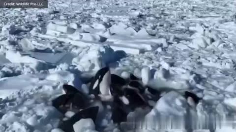 Killer Whales Trapped in Ice in Northern Japan