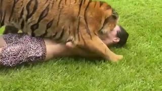 Playing with tigers ! | Danger tiger v/s man
