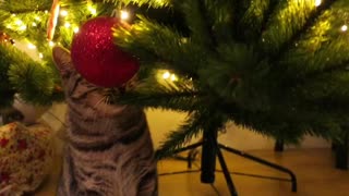 Cat chewing Christmas tree branch