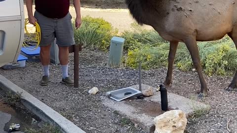 Sparing with the elk at Grand Canyon National Park