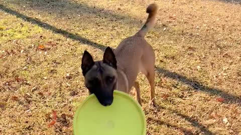 Dog’s playing frisbee with bucket lids