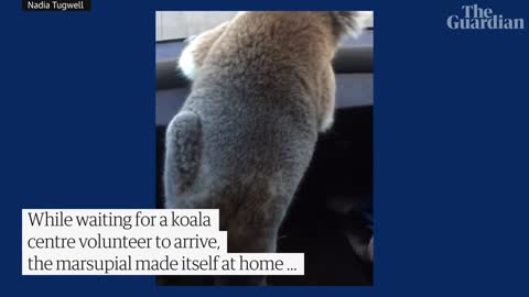 Emily the koalaKoala gets behind wheel of car after being rescued from Australian freeway