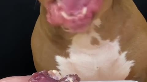 Pitbull dog eating voraciously |ASMR Dog Eating