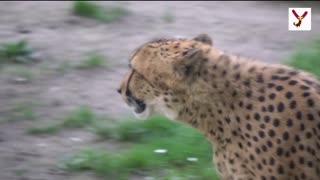 Cheetahs: Claws Out The Speed Demons of the Savanna