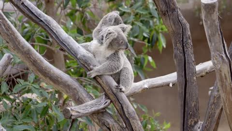 How To Weigh a Koala Joey