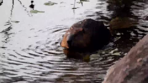 Beautiful underwater view of beaver family