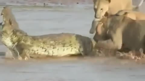 Lion Gets Head Stuck In Feeding Barrel At Zoo