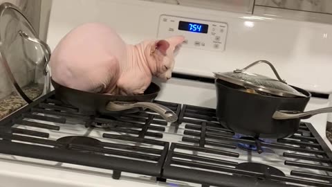 Sphinx Cat Wants to Help With Dinner