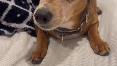 Remington the Chiweenie is Surprised by News